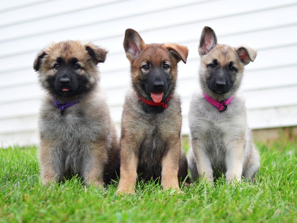 shiloh shepherd dog puppies for sale